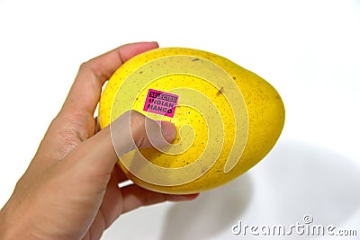 Hand holding an Indian Mango on Isolated White Background with focus on the purple label Selected Indian Mango Stock Photo