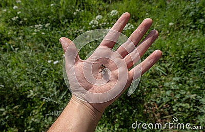 Hand holding the inert corpse of a honey bee in front of a background of grass and flowers Stock Photo