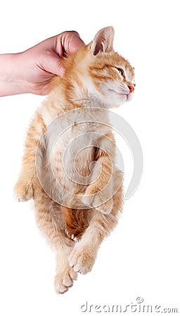 Hand holding kitten by scruff of neck Stock Photo