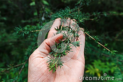 Hand holding larch branch with green needles Stock Photo