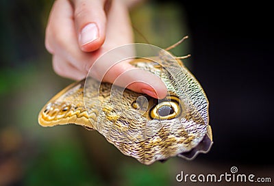 Hand holding large butterfly Stock Photo