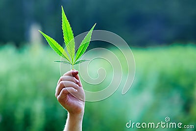 Hand holding a leaf of marijuana Stock Photo