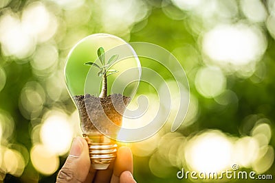 Hand holding a lightbulb with growth of tree inside. Creative ideas for earth day or protection of environment. Save energy of Stock Photo