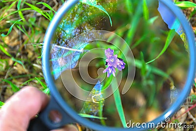 Hand Holding Magnifying Glass Over Purple Flower Stock Photo