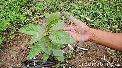 Hand holding Mitragyna speciosa leaves of the kratom plant a healthy medicinal plant for aches and pains planted in the Stock Photo