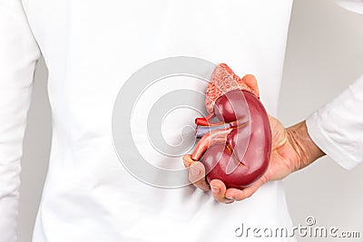 Hand holding model of human kidney organ at body Stock Photo