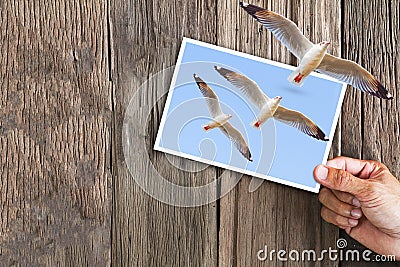 Hand holding photo of flying seagulls with another seagull flying out of the frame on vintage grunge wooden background Stock Photo
