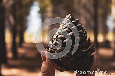 Hand holding pine cone in the forest Stock Photo