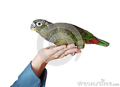 Hand holding a pionus parrot Stock Photo