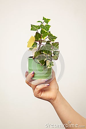 Hand holding pot with Senecio macroglossus plant, the Natal ivy or wax ivy. Stock Photo