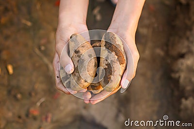 Hand holding potato just harvesting from organic farm Stock Photo