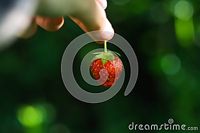 .Hand holding red strawberry fruit dark green background. The strawberry in woman& x27;s hand. Hanging strawberry. Organic Stock Photo