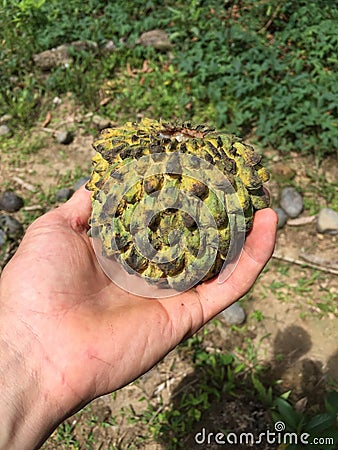 A hand holding a ripe Cherimoya, Annona cherimola, also written as chirimoya, a fruit in South America Stock Photo