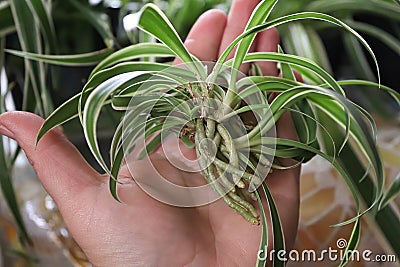 A hand holding a rooting spider plant runner Stock Photo