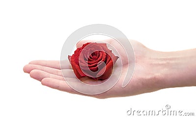 Hand holding rosebud Stock Photo