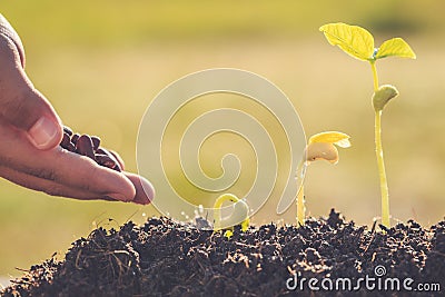 Hand holding seed and growth of young green plant Stock Photo