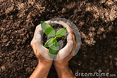 hand holding seed tree in bag for planting Stock Photo