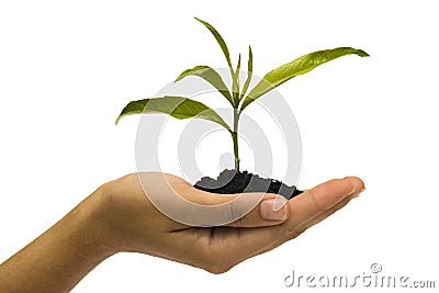 Hand holding seedling Stock Photo