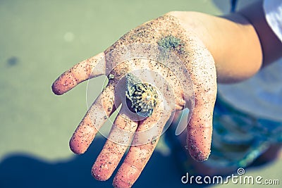 Hand holding shell Stock Photo