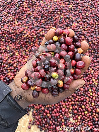 A hand holding and showing coffee cherries drying in the sun in a garden. In Ethiopia, people grow and drink the coffee they grow Stock Photo