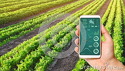 A hand is holding a smartphone with infographics on the background of a carrot plantation. Agriculture. innovative technologies Stock Photo