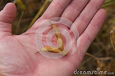 Hand Holding Soybean Pods Stock Photo