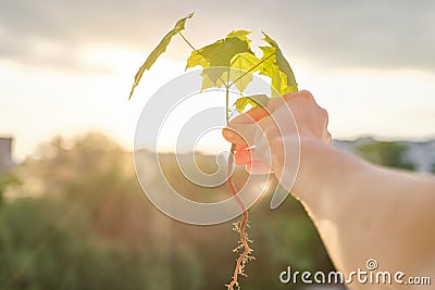 Hand holding sprout of small maple tree, conceptual photo, dramatic sky background with clouds, evening sunset Stock Photo