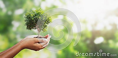 hand holding tree on blur green with sunshine background. concept eco earth day Stock Photo