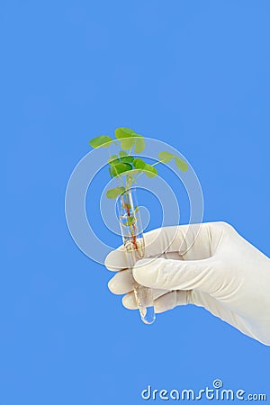 Hand holding tube with fresh sorrel (oxalis) Stock Photo