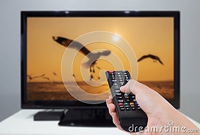 Hand holding TV remote control with a television and bird screen Stock Photo