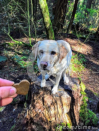 A hand holding up a dog cookie treat to a young yellow lab in the forest as she sits on a stump waiting to eat the treat. Stock Photo