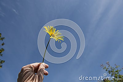 Hand holding yellow daisy flower on a blue sky in the sunshine Stock Photo