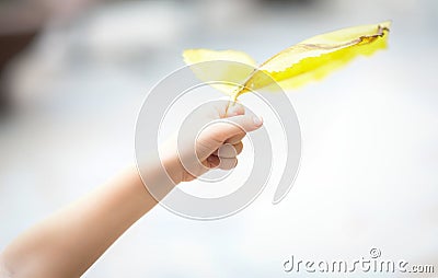 Hand holding yellow leaf Stock Photo