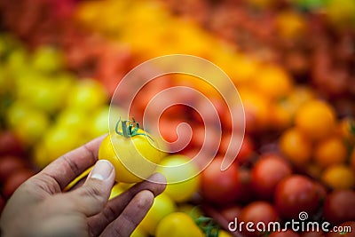 Hand holding a yellow tomato in front of tomatoes Stock Photo