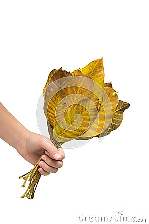 Autumn bouquet of leaves in hand Stock Photo