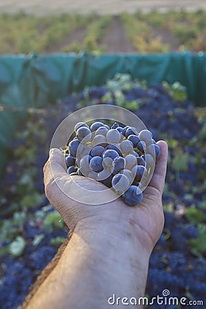 Hand holds a bunch of red grapes at sunrise Stock Photo