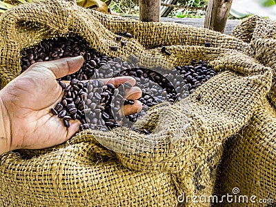 A hand holds fresh roasted aromatic coffee beans in brown sack with farm environment. Stock Photo