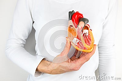 Hand holds human heart model at body Stock Photo