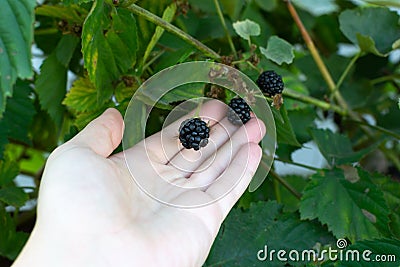 A hand holds several berries of a blackberry. Stock Photo