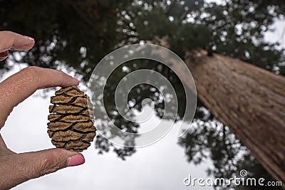 A hand holds a small sequoia tree pine cone with a giant sequoia tree in background Stock Photo