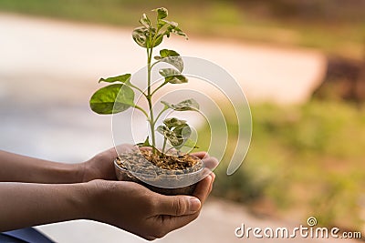 Hand hole sapling Veggies and fruits Stock Photo