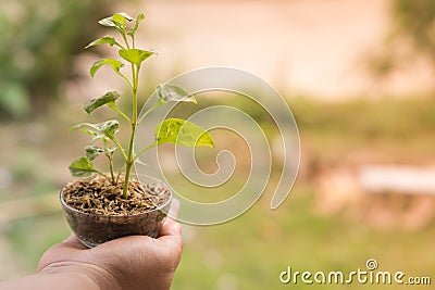 Hand hole sapling Veggies and fruits Stock Photo