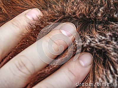 Hand in horse thick warm leather, winter fur Stock Photo