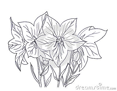 Hand ink drawing bellflower Stock Photo