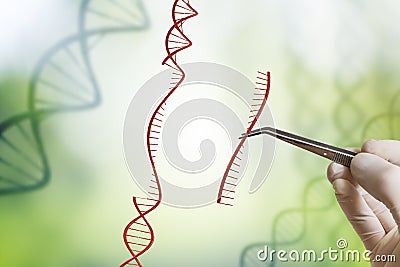 Hand is inserting sequence of DNA. Genetic engineering, GMO and Gene manipulation concept Stock Photo