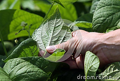 Hand inspecting garden plants Stock Photo