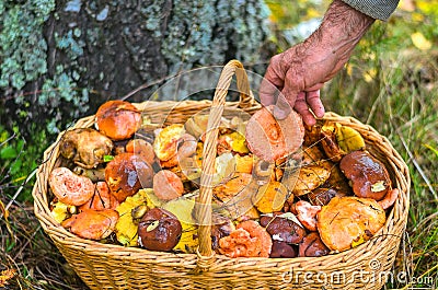 Hand, laying an edible mushroom in a trug standing under a tree in-field Stock Photo