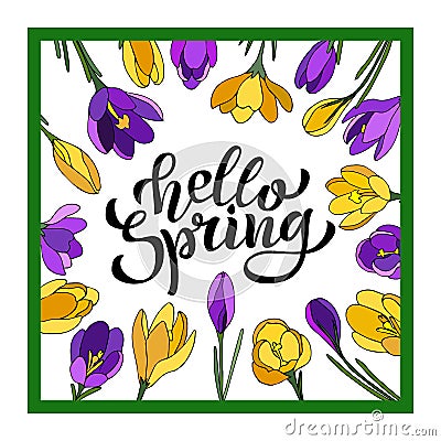 Hand lettering Hello Spring with crocuses. Illustration in hand drawn style. Vector Illustration