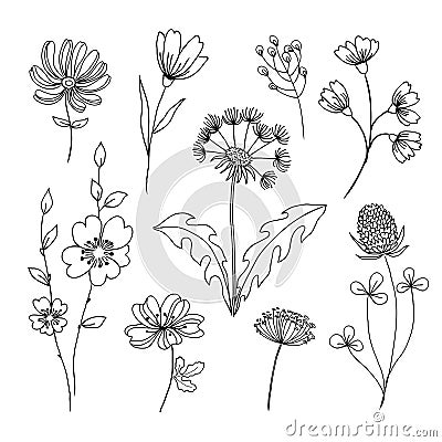 Hand made set of field flowers and herbs Vector Illustration