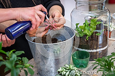 Hand made a terrarium with green plants Stock Photo